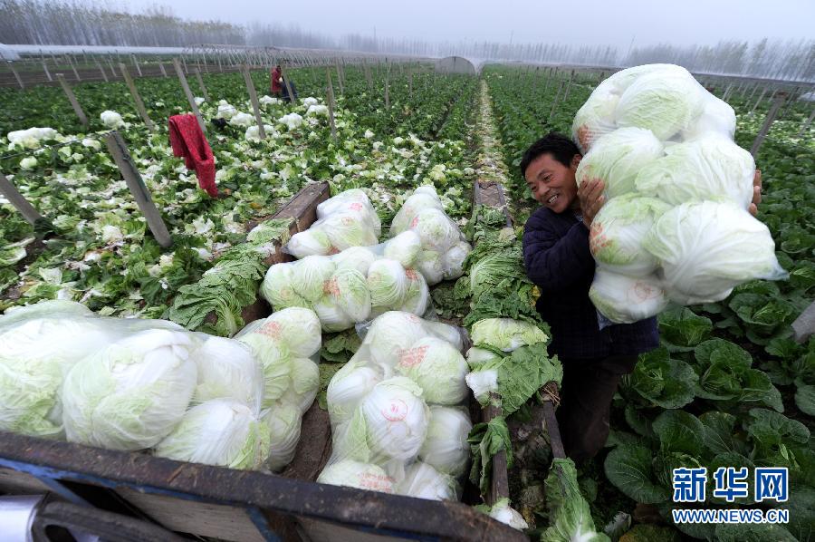 徐州淮海蔬菜批发市场，新鲜价优，共享丰收喜悦！